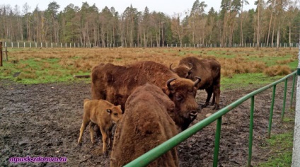 Animalele din Belovezhskaya Pushcha