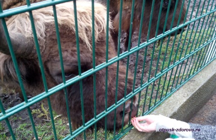 Animalele din Belovezhskaya Pushcha