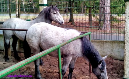 Animalele din Belovezhskaya Pushcha