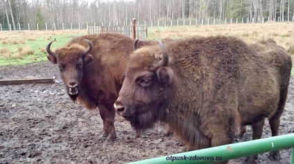 Animalele din Belovezhskaya Pushcha