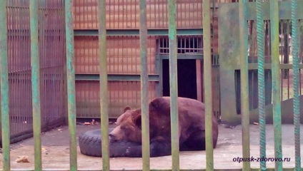 Animalele din Belovezhskaya Pushcha