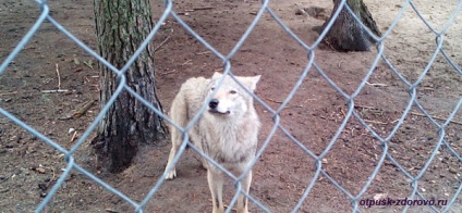 Animalele din Belovezhskaya Pushcha