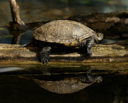 Az állatvilág a Bialowieza erdő - az egész fehérorosz