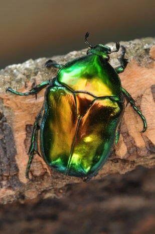 Az állatvilág a Bialowieza erdő - az egész fehérorosz