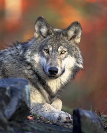 Az állatvilág a Bialowieza erdő - az egész fehérorosz