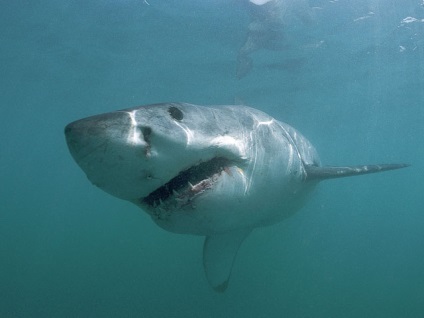 Lumea animală a oceanului, natura planetei în lentilă