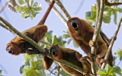 Lumea animală a oceanului, natura planetei în lentilă