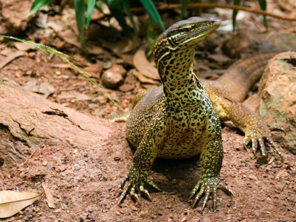 Lumea animală a oceanului, natura planetei în lentilă