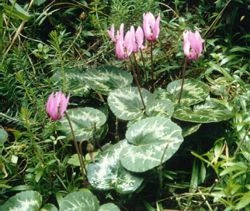 Élet fájdalommentes, népi módszerek a fájdalomtól való megszabadulni - Cyclamen European