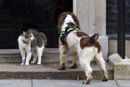 Viața lui Larry își petrece zilele cea mai importantă pisică a Imperiului Britanic (foto) - știri de știri