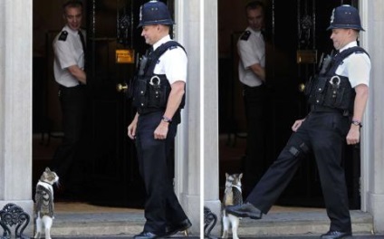 Viața lui Larry își petrece zilele cea mai importantă pisică a Imperiului Britanic (foto) - știri de știri