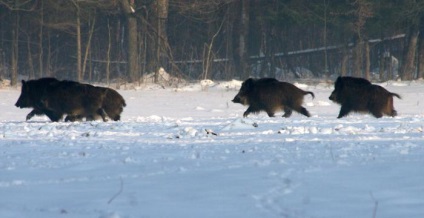 Vânătoare de vară pentru mistreți cu husky