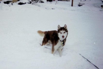 Vânătoare de vară pentru mistreți cu husky