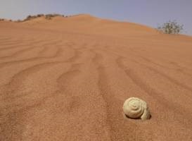 Piata aurului din Sharjah - localizare pe harta, evaluari, descriere, fotografie