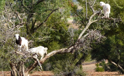 10 Cele mai ciudate fenomene naturale ale pământului