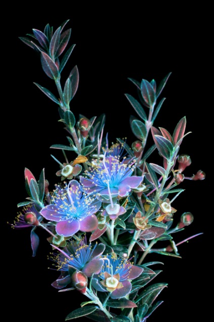 10 fotografii magice de flori iluminate cu ultraviolete