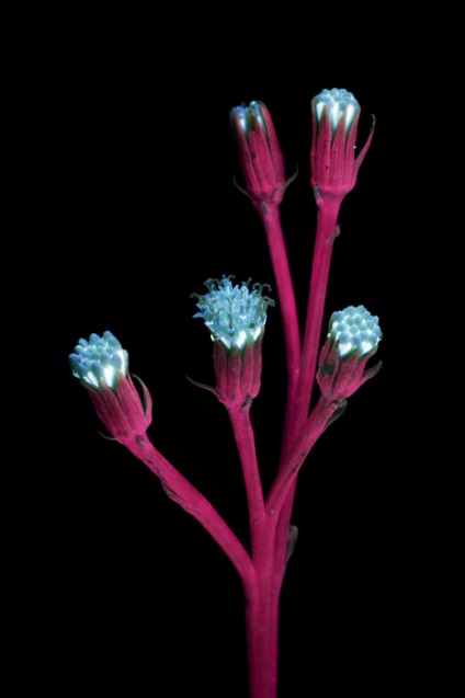 10 fotografii magice de flori iluminate cu ultraviolete