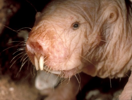 15 Cele mai dezgustatoare animale, la vederea cărora sunteți sigur că veți spune 