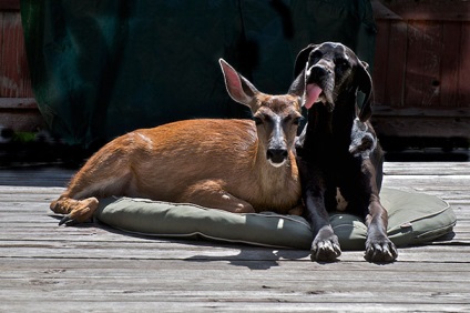 15 Povestiri uimitoare despre prietenia dintre animale