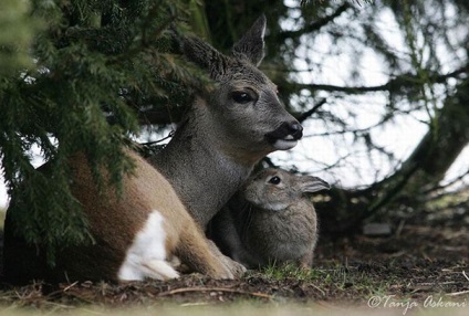 15 Povestiri uimitoare despre prietenia dintre animale