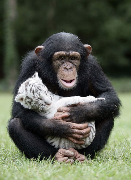 15 Amazing történetek az állatok között a barátság
