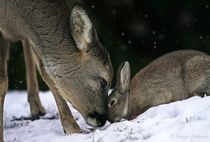 15 Povestiri uimitoare despre prietenia dintre animale