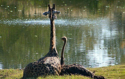 15 Povestiri uimitoare despre prietenia dintre animale