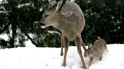 15 Povestiri uimitoare despre prietenia dintre animale