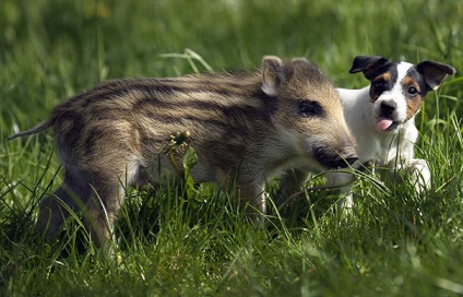 15 Povestiri uimitoare despre prietenia dintre animale