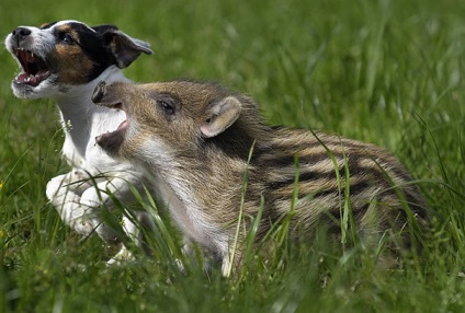 15 Amazing történetek az állatok között a barátság