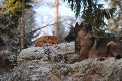 15 Povestiri uimitoare despre prietenia dintre animale