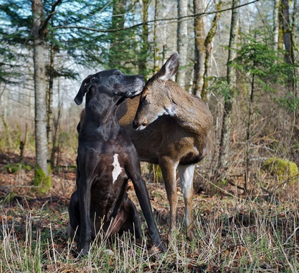 15 Povestiri uimitoare despre prietenia dintre animale