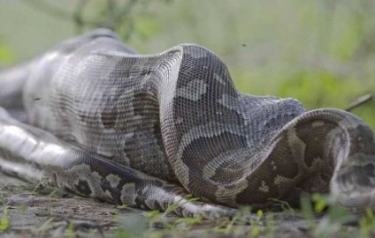 Snake-ul 2, 5-Metric a înghițit antilopa tânără