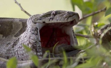 2, 5 méter hosszú kígyó lenyelni fiatal antilop