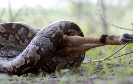 2, 5 méter hosszú kígyó lenyelni fiatal antilop