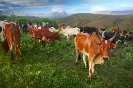 8 rase de vaci memorabile, clinica veterinară vetstate, moscow