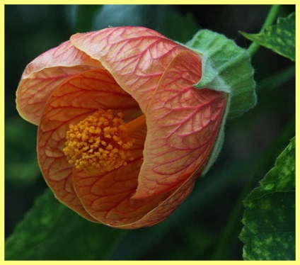 Abutilon fotografie de îngrijire la domiciliu