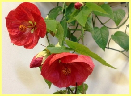 Abutilon fotografie de îngrijire la domiciliu