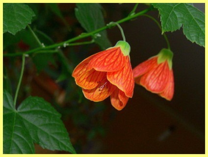 Abutilon fotografie de îngrijire la domiciliu