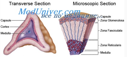 Hormoni adrenocorticali