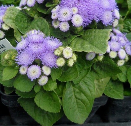 Ageratum crescând din semințe când plantați sfaturi utile