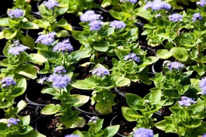 Ageratum crescând din semințe când plantați sfaturi utile