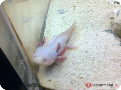 Axolotl - 