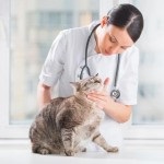 Dermatita alergică de contact la pisici și pisici - simptome, diagnostic, tratament
