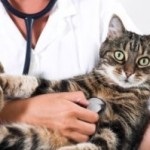Dermatita alergică de contact la pisici și pisici - simptome, diagnostic, tratament