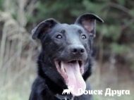 American Tundra Sheepdog - fotografie, video, descrierea rasei, recenzii de proprietar