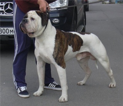 Bulldog american la Maestrul tuturor Paws