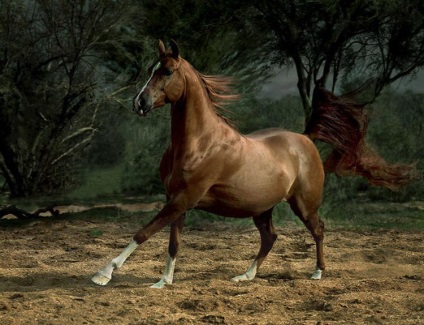 Arab ló - a legdrágább ló a világon