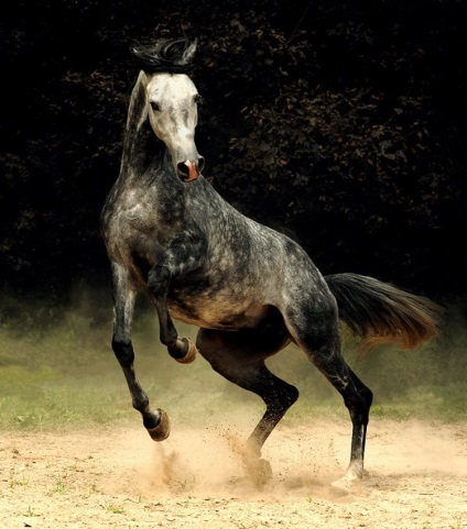 Arab ló - a legdrágább ló a világon