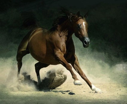Cal Arabian - cel mai scump cal din lume